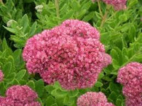 Spectabile blume samen for anpflanzung - low maintenance, heirloom & gmo free samen for home garten
 
 sale for anpflanzung in home garten.