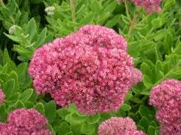 Spectabile blume samen for anpflanzung - low maintenance, heirloom & gmo free samen for home garten
 
 sale for anpflanzung in home garten.