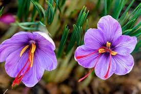 Sativus blume samen for anpflanzung - vibrant colors, heirloom & gmo free samen for home garten
 
 sale samen for home garten