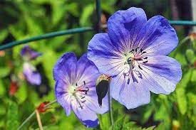 Cranesbill blume samen for anpflanzung - premium quality, heirloom & gmo free samen for home garten
 
 sale samen for home garten