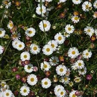 Erigeron karvinskianus blume samen for anpflanzung - fragrant blossoms, heirloom & gmo free samen for home garten
 
 sale for anpflanzung in home garten.