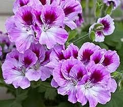 Violet rot geranium blume samen for anpflanzung, heirloom non-gmo, high germination organic garten samen
 
 sale samen for home garten