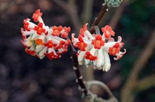 Rot edgeworthia blume samen for anpflanzung - easy to grow, heirloom & gmo free samen for home garten
 
 sale for anpflanzung in home garten