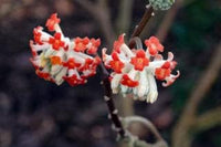 Rot edgeworthia blume samen for anpflanzung - easy to grow, heirloom & gmo free samen for home garten
 
 sale for anpflanzung in home garten