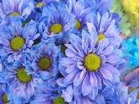 Blau gelb chrysanthemum blume samen for anpflanzung - colorful display, heirloom & gmo free samen for home garten
 
 sale for anpflanzung in home garten