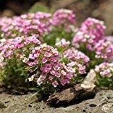 Rosa lobularia blume samen for anpflanzung - fragrant blossoms, heirloom & gmo free samen for home garten
 
 sale samen for home garten