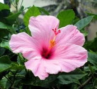 Hibiskus 24 Kinds Rosa Senensis Samen