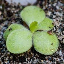 Pinguicula blume samen for anpflanzung vibrant colors heirloom & gmo free samen for home garten 
 
 sale for anpflanzung in home garten