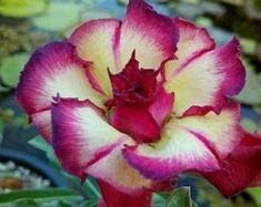 Cream rosa adenium blume samen for anpflanzung - long bloom season, heirloom & gmo free samen for home garten
 
 sale samen for home garten