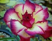 Cream rosa adenium blume samen for anpflanzung - long bloom season, heirloom & gmo free samen for home garten
 
 sale samen for home garten