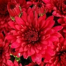 Chrysanthemum rot blume samen for anpflanzung - cut blume favorite, heirloom & gmo free samen for home garten
 
 sale for anpflanzung in home garten