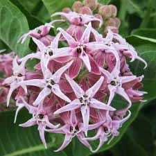 Asclepias speciosa samen for monarchs - milkweed blume anpflanzung guide