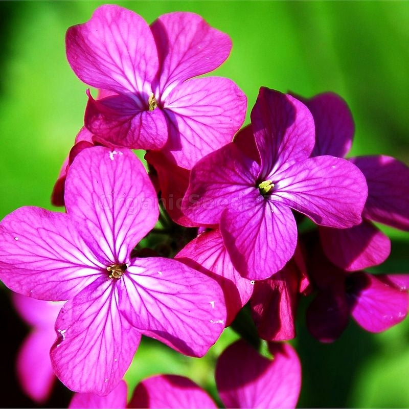 Violett Lunaria Money Pflanze Samen zur Aussaat – einzigartig Coin-Shaped Leaves