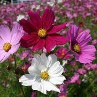 Crazy mix cosmos blume samen for anpflanzung - perfect for borders, heirloom & gmo free samen for home garten
 
 sale samen for home garten