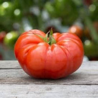 Aussie Tomate Paste Samen zum Pflanzen Home Gemüse Kitchen Garden