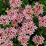 Rosa sedum stolon blume samen for anpflanzung - garten favorite, heirloom & gmo free samen for home garten
 
 sale samen for anpflanzung in home garten