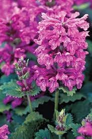 Stachys blume samen for anpflanzung vibrant colors heirloom & gmo free samen for home garten 
 
 sale for anpflanzung in home garten