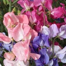 Pea blume samen for anpflanzung - bright blooms, heirloom & gmo free samen for home garten
 
 sale for anpflanzung in home garten.
