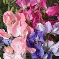 Pea blume samen for anpflanzung - bright blooms, heirloom & gmo free samen for home garten
 
 sale for anpflanzung in home garten.