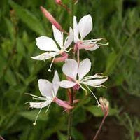 Gaura blume samen for anpflanzung - sun loving, heirloom & gmo free samen for home garten
 
 sale samen for anpflanzung in home garten