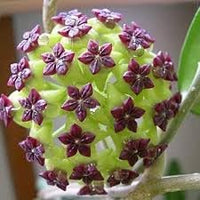 Carnosa blume samen for anpflanzung low maintenance heirloom & gmo free samen for home garten 
 
 sale samen for home garten anpflanzung