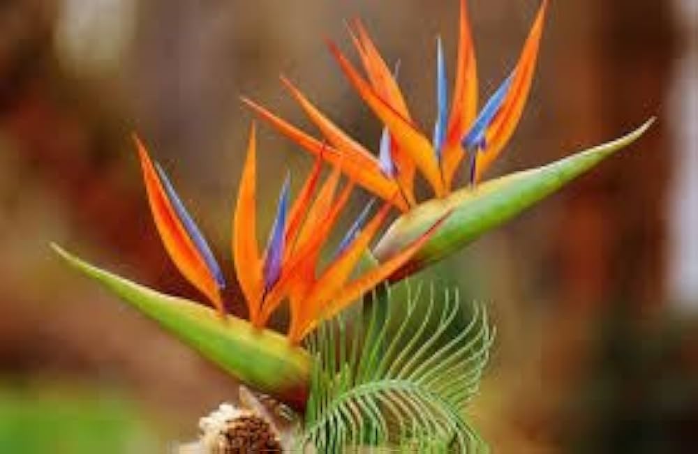 Orange Blau Paradiesvogelblume Reginae Blumensamen zur Aussaat Anzucht Traditionssorte & ohne Gentechnik Samen Hausgarten