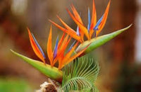Orange Blau Paradiesvogelblume Reginae Blumensamen zur Aussaat Anzucht Traditionssorte & ohne Gentechnik Samen Hausgarten