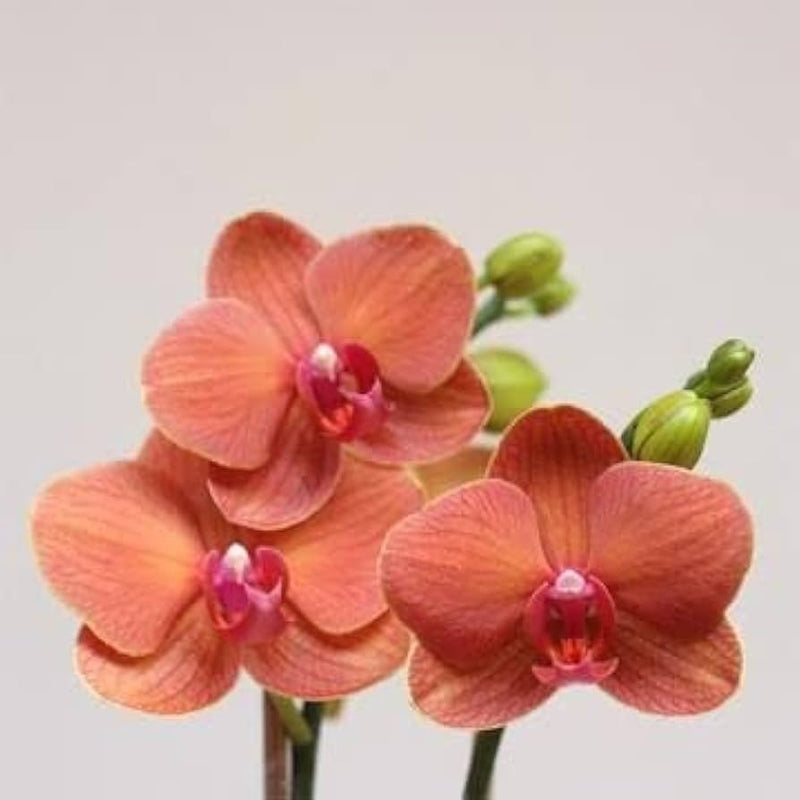 Orange Orchidee Blumensamen zur Aussaat Drought verträglich Traditionssorte & ohne Gentechnik Samen Hausgarten