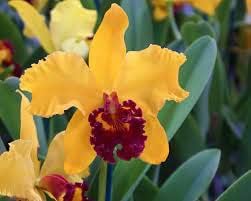 Gelb cattleya hybrida blume samen for anpflanzung - shade tolerant, heirloom & gmo free samen for home garten
 
 sale samen for home garten