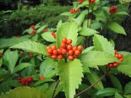 Sarcandra glabra blume samen for anpflanzung cut blume favorite heirloom & gmo free samen for home garten 
 
 sale for anpflanzung in home garten