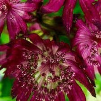 Astrantia Blumensamen zur Aussaat Drought verträglich Traditionssorte & ohne Gentechnik Samen Hausgarten