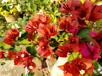 Braun Drillingsblume Blumensamen zur Aussaat – hochwertige Qualitäts- – Traditionssorte & ohne Gentechnik Samen Hausgarten