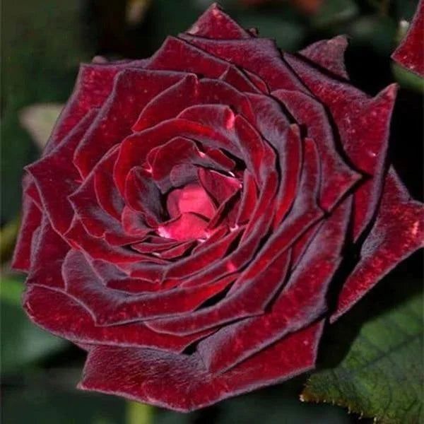 Deep (deep rot) samen for anpflanzung in home garten