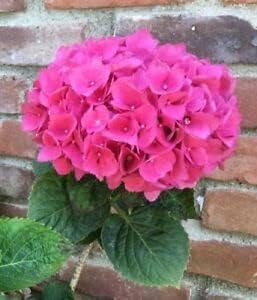 Hydrangea rosa blume samen for anpflanzung - fragrant blossoms, heirloom & gmo free samen for home garten
 
 sale for anpflanzung in home garten