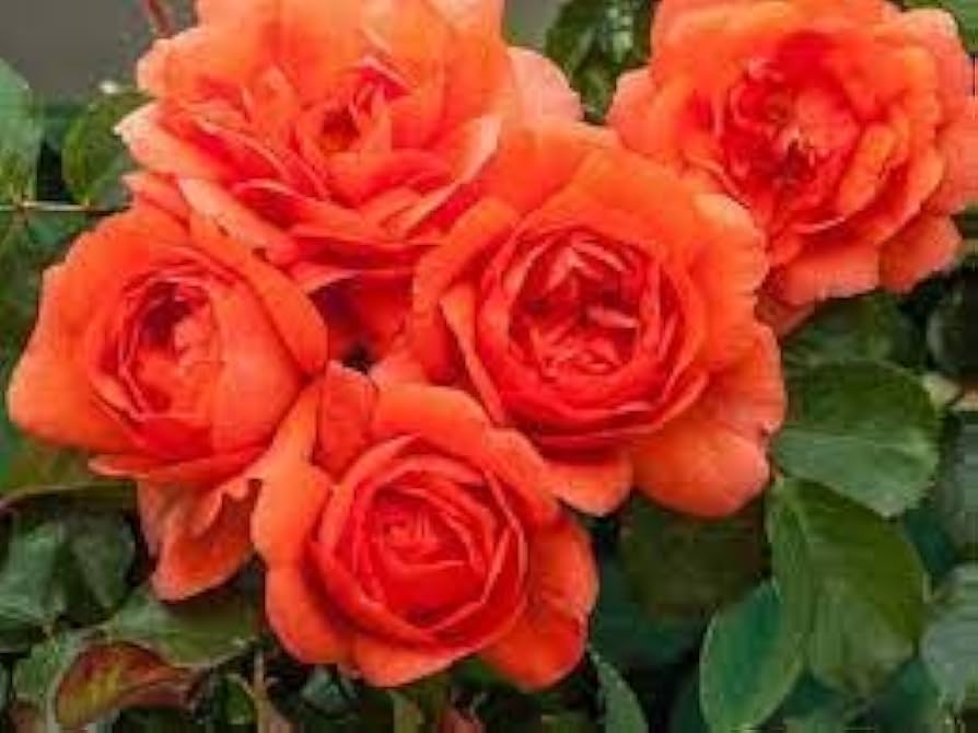 kletternd Rose Rosa Multiflora Samen zur Aussaat Vertical Spaces Blume Walls