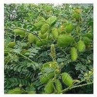 Caesalpinia bonducella blume samen for anpflanzung - vibrant colors, heirloom & gmo free samen for home garten
 
 sale for anpflanzung in home garten