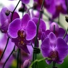 Lila Schmetterling Orchidee Samen Blumensamen zur Aussaat – farbenfroh Schau – Traditionssorte & ohne Gentechnik Samen Hausgarten