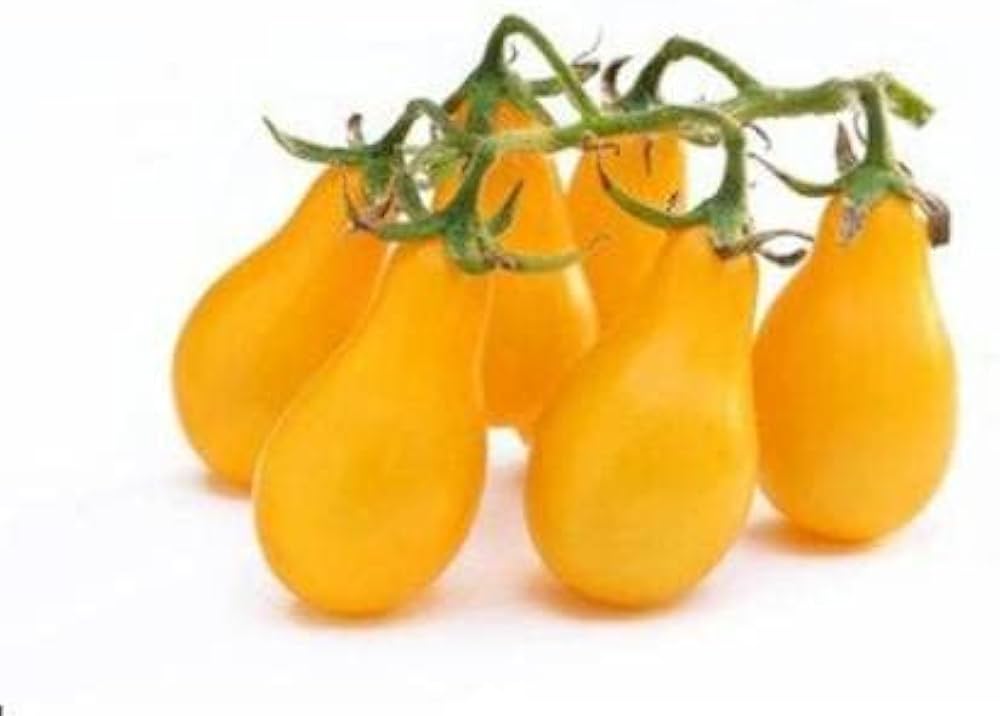 Gelb Pear Tomate Samen Solanum lycopersicum zum Pflanzen in Urban Garden and Raised Beds