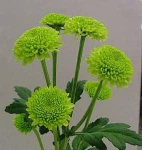 Grün chrysanthemum blume samen for anpflanzung - drought tolerant, heirloom & gmo free samen for home garten
 
 sale for anpflanzung in home garten.