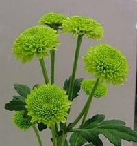 Grün chrysanthemum blume samen for anpflanzung - drought tolerant, heirloom & gmo free samen for home garten
 
 sale for anpflanzung in home garten.