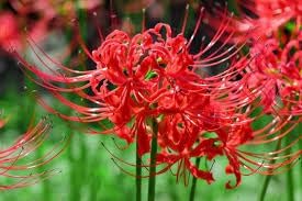 Lycoris blume samen for anpflanzung - compact growth, heirloom & gmo free samen for home garten
 
 sale for anpflanzung in home garten.
