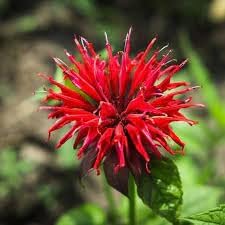 Monarda Blumensamen zur Aussaat – kompakt Wuchs – Traditionssorte & ohne Gentechnik Samen Hausgarten