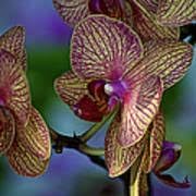 Orchid cymbidium blume samen for anpflanzung - long bloom season, heirloom & gmo free samen for home garten
 
 sale samen for anpflanzung in home garten