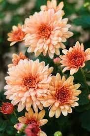 Chrysanthemum orange weiß blume samen for anpflanzung - drought tolerant, heirloom & gmo free samen for home garten
 
 sale for anpflanzung in home garten