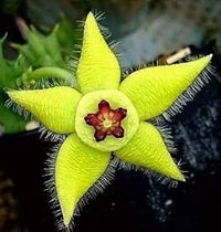 Stapelia Pulchella Blumensamen zur Aussaat – Schnitt Blume beliebt – Traditionssorte & ohne Gentechnik Samen Hausgarten