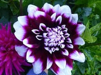 Lila beard dahlia blume samen for anpflanzung - low maintenance, heirloom & gmo free samen for home garten
 
 sale samen for home garten