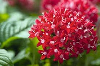 Heirloom pentas lanceolata blume samen for anpflanzung long bloom season heirloom & gmo free samen for home garten 
 
 sale for anpflanzung in home garten
