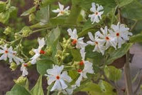 Jasmine blume samen for anpflanzung - low maintenance, heirloom & gmo free samen for home garten
 
 sale samen for home garten