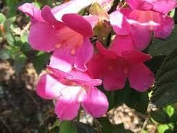 Rosa climbing foxglove blume samen for anpflanzung - easy to grow, heirloom & gmo free samen for home garten
 
 sale samen for home garten