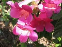 Rosa climbing foxglove blume samen for anpflanzung - easy to grow, heirloom & gmo free samen for home garten
 
 sale samen for home garten